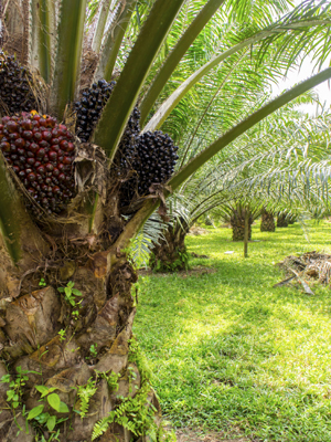 Palm oil tree